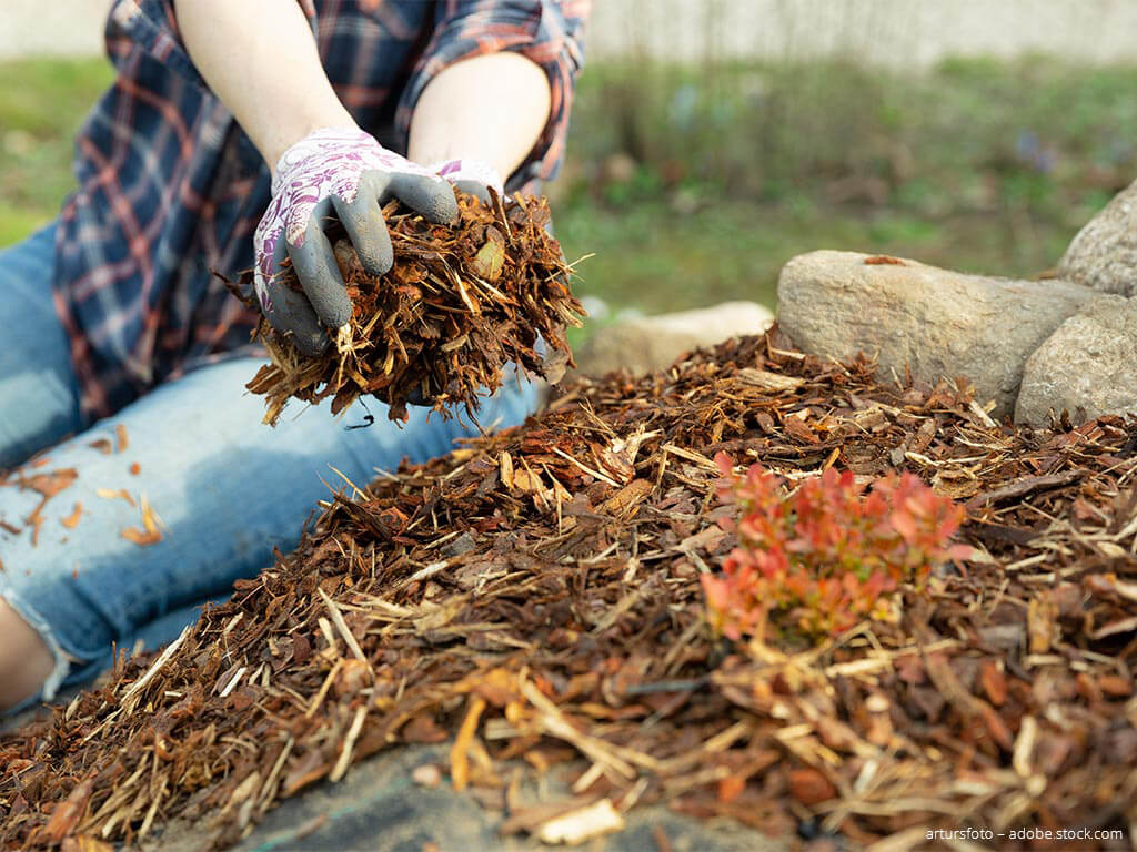 Women's hands spreading mulch in the garden.