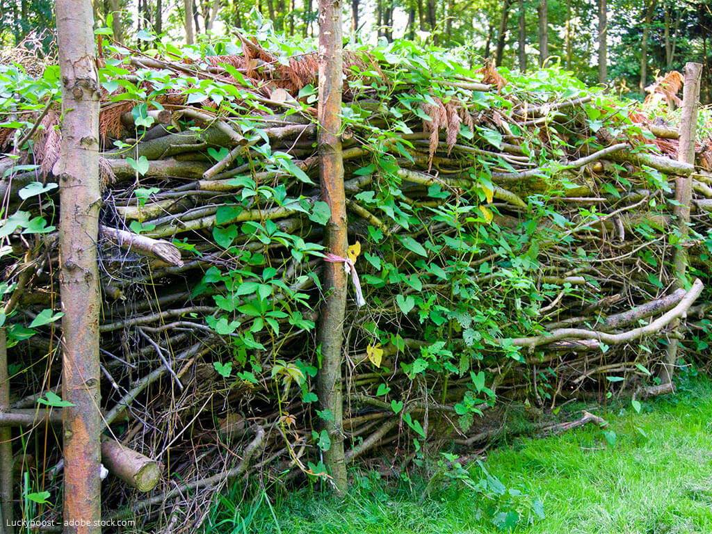 A typical Benjes hedge or deadwood headge already planted with vegetation to provide shelter for animals.