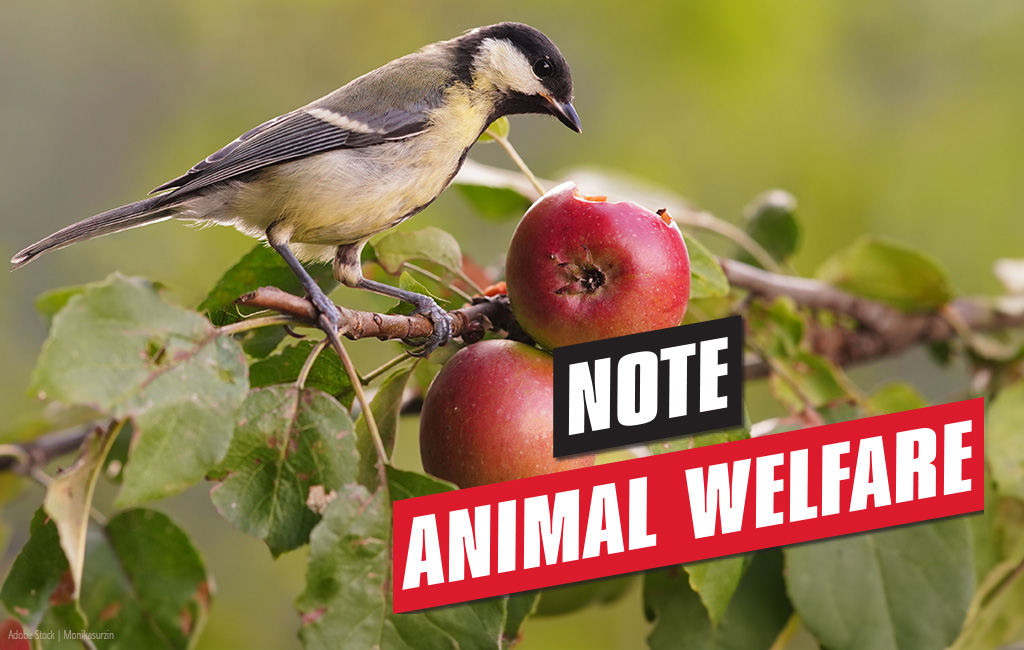 Bird sitting on a branch of an apple tree, in the picture is the text "Note animal welfare"