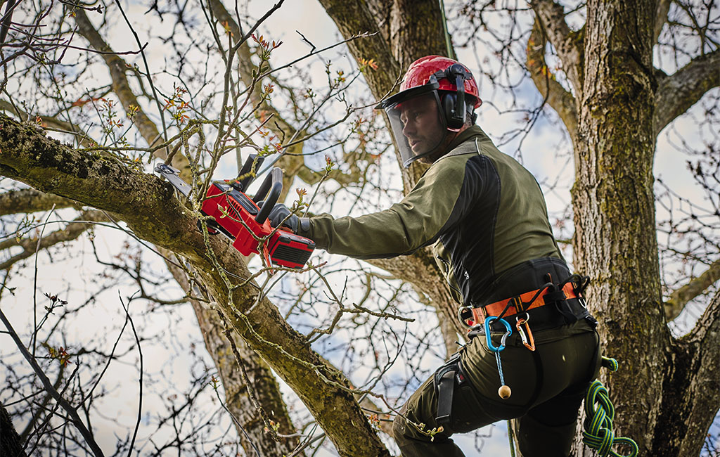 Man carrying out tree maintenance work with protective clothing and a top-handled cordless chainsaw